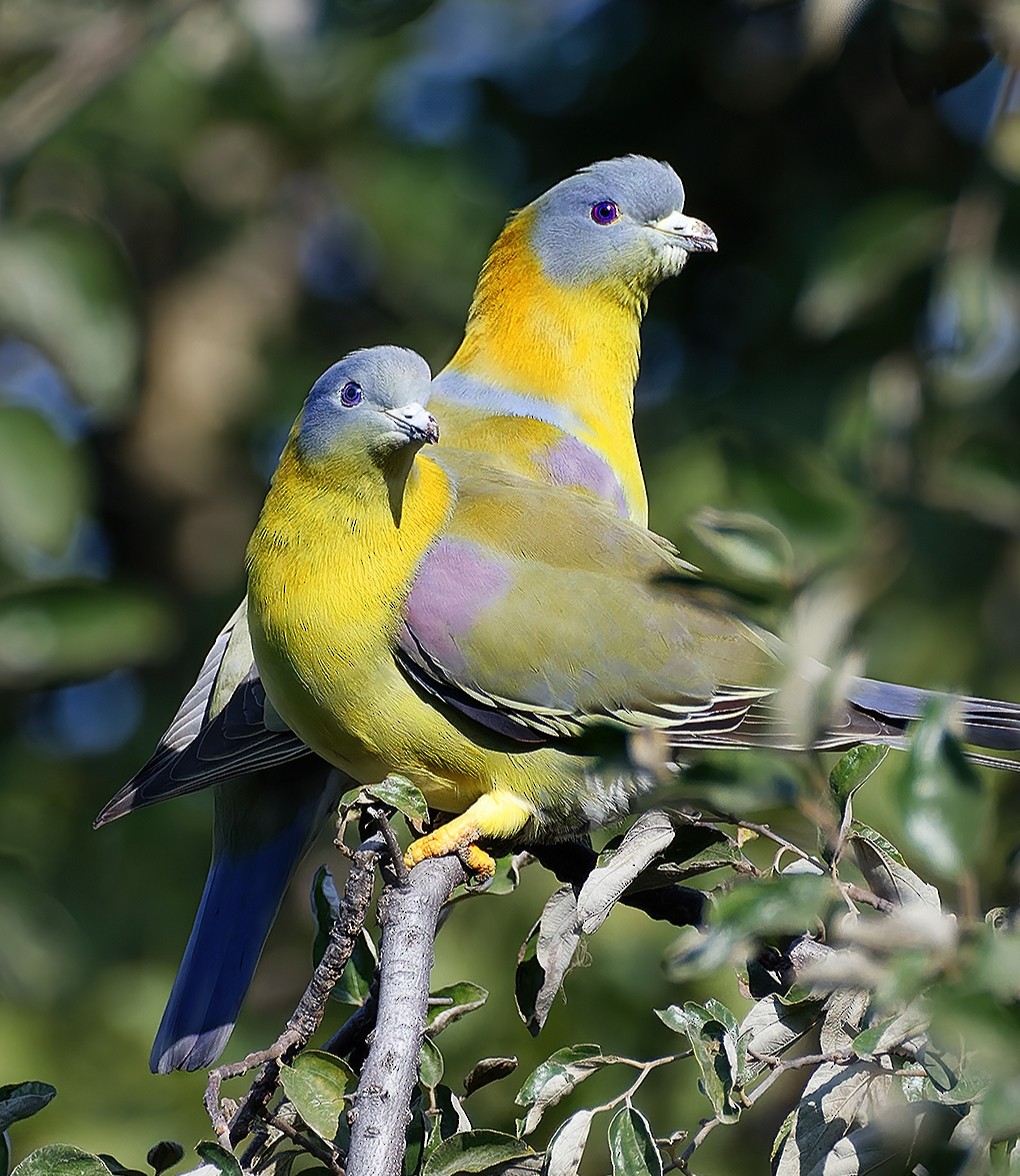 Yellow-footed Green-Pigeon - ML618801527