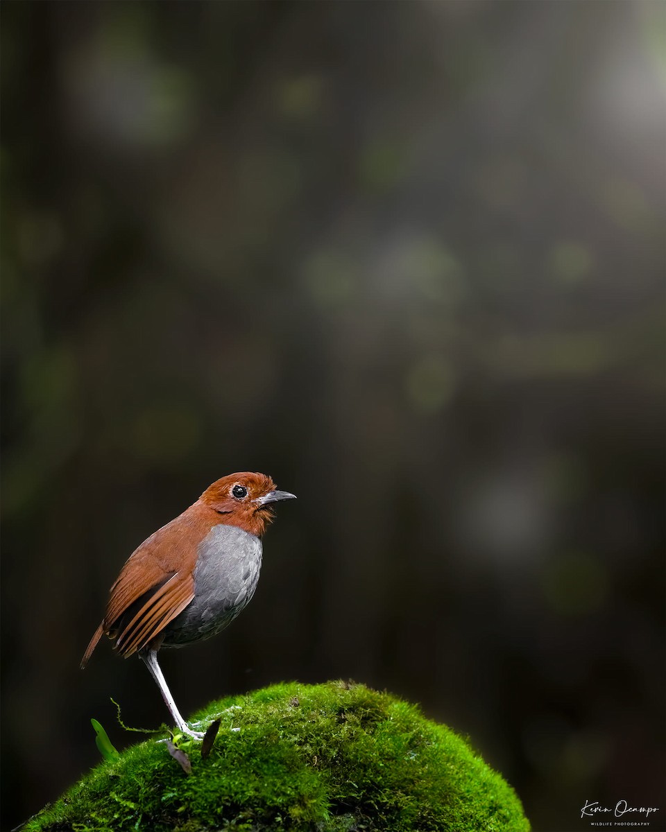 Bicolored Antpitta - Kevin Ocampo | Ocampo Expeditions Birding Tours