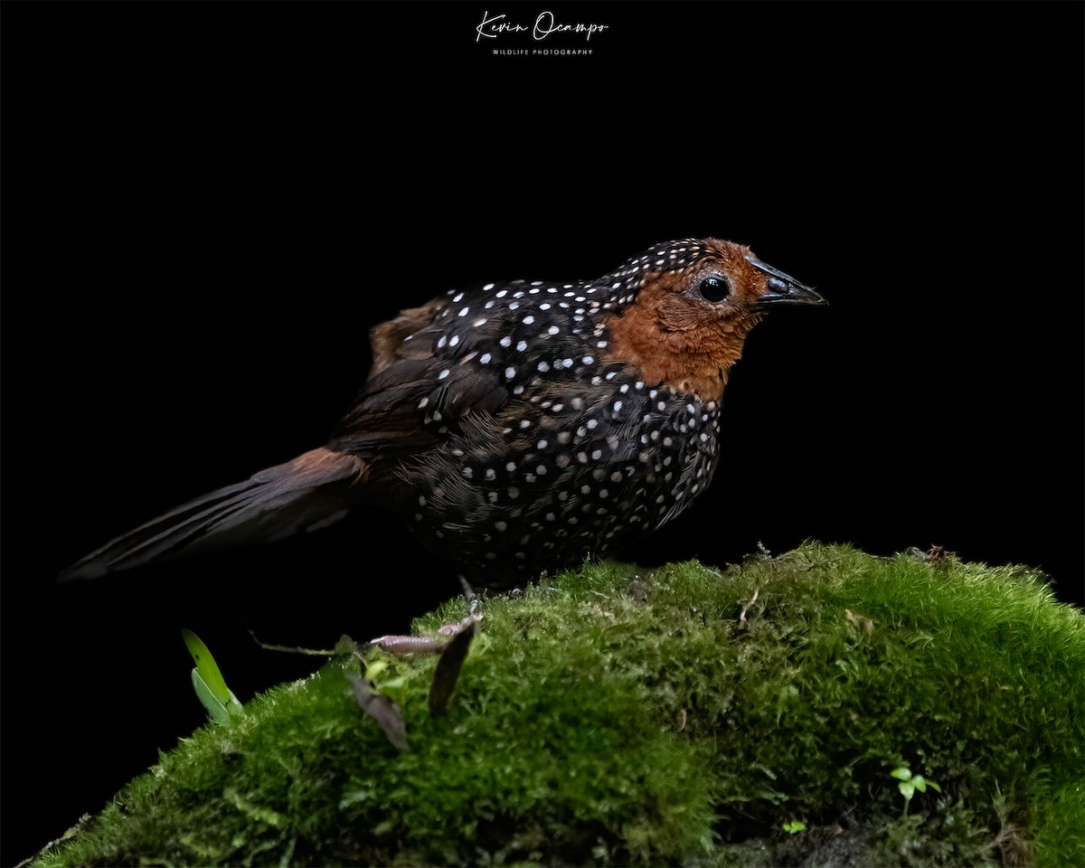 Ocellated Tapaculo - ML618801531