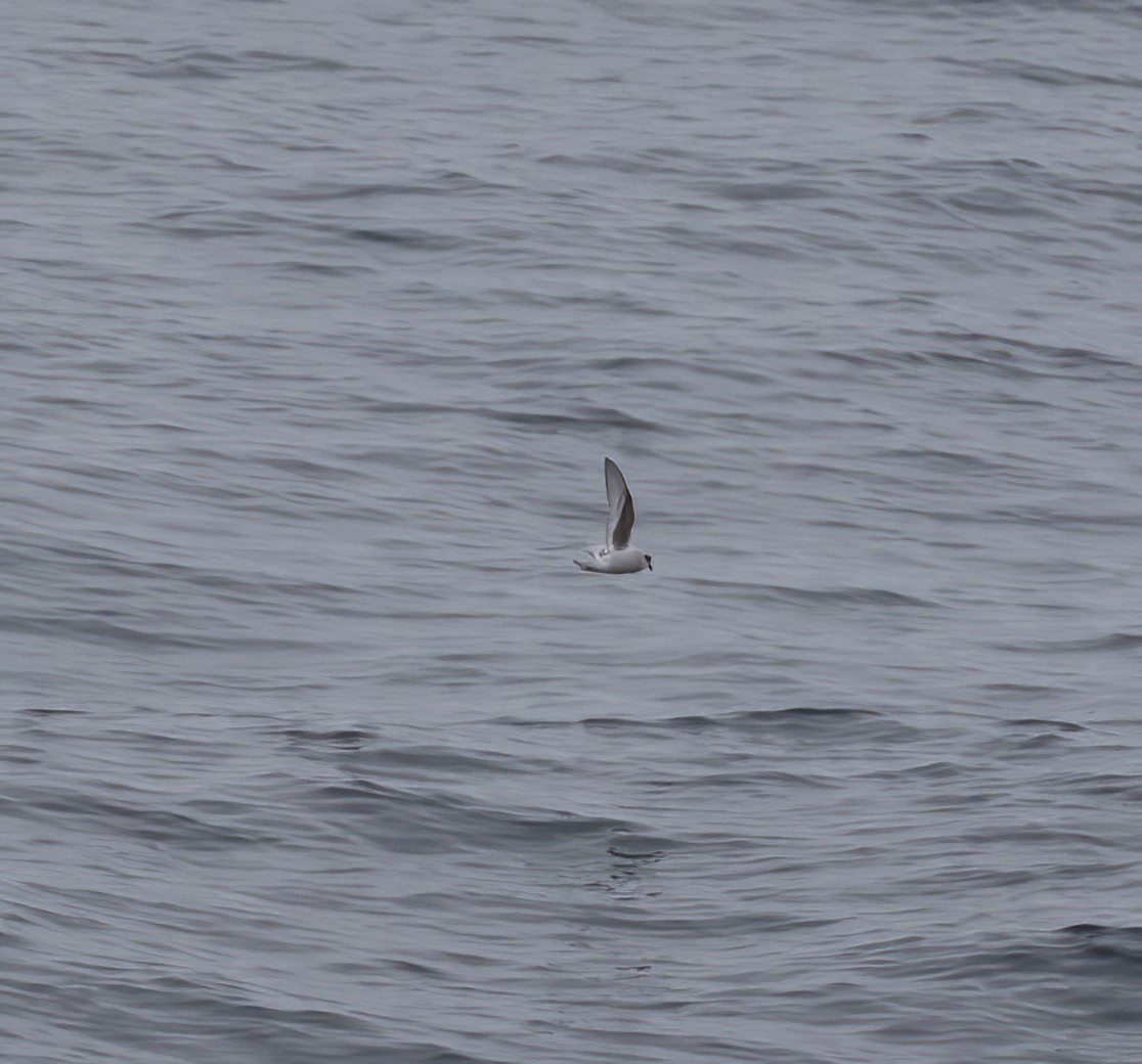 Fork-tailed Storm-Petrel - ML618801537
