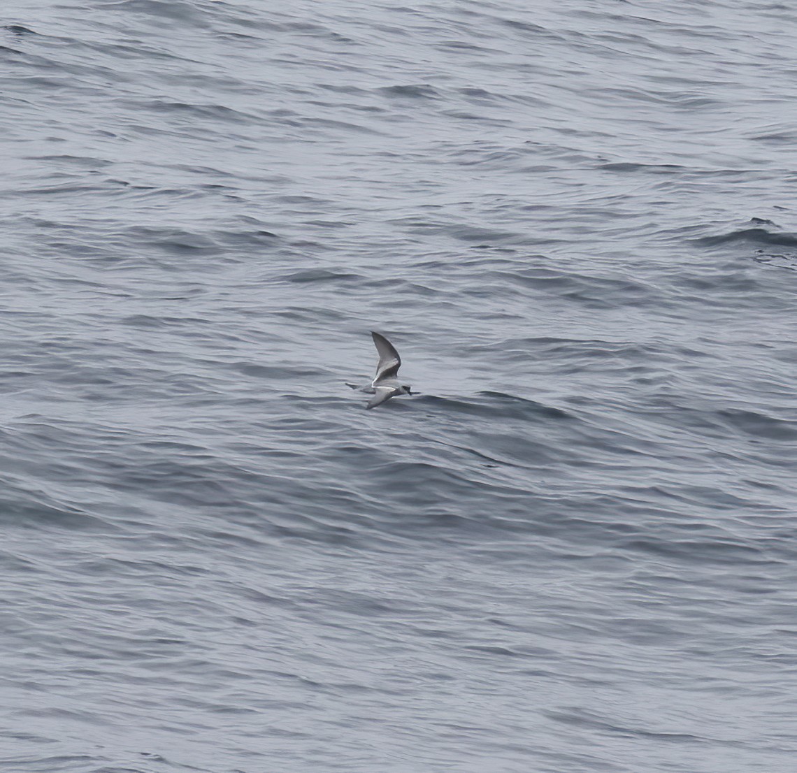 Fork-tailed Storm-Petrel - ML618801538