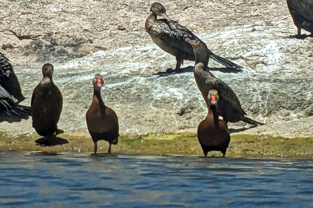 Black-bellied Whistling-Duck (fulgens) - ML618801547