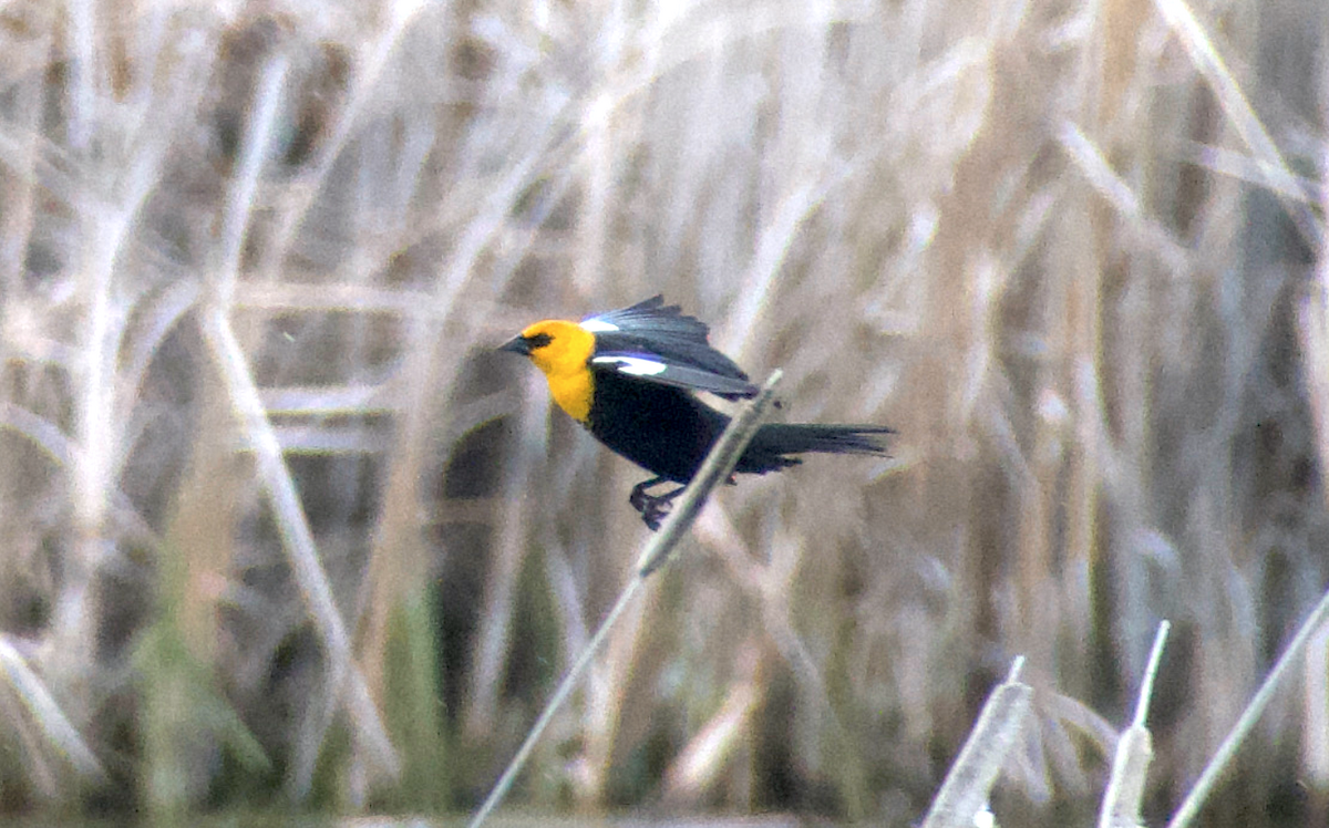Yellow-headed Blackbird - ML618801555