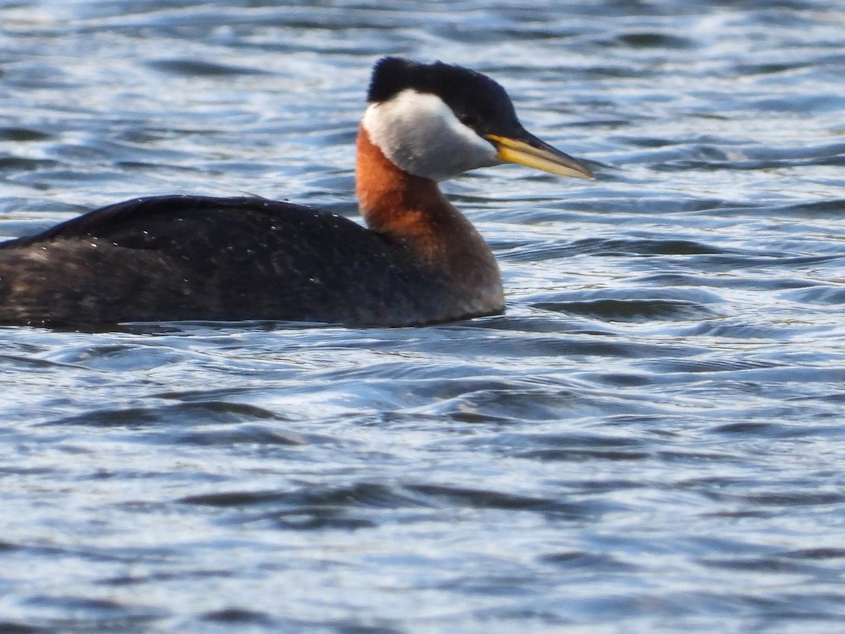 Red-necked Grebe - ML618801570