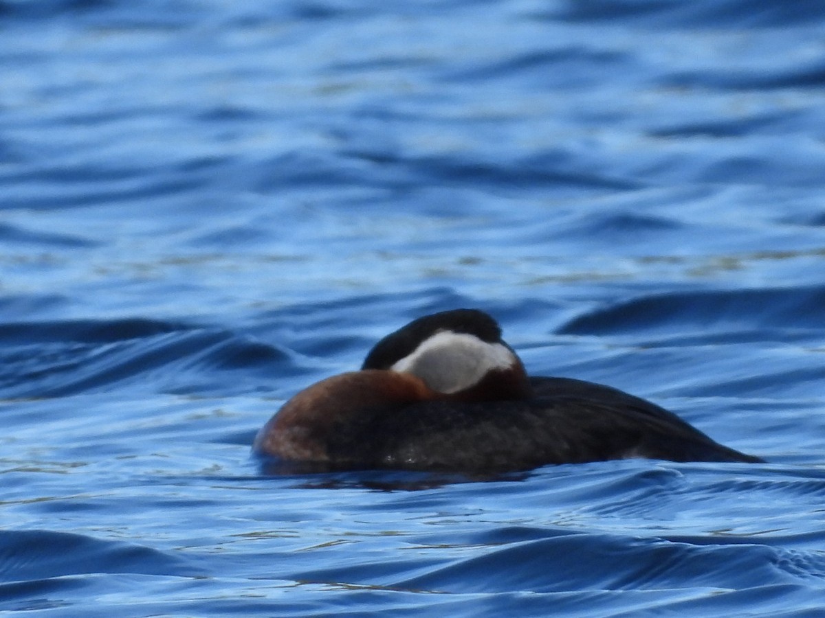 Red-necked Grebe - ML618801571