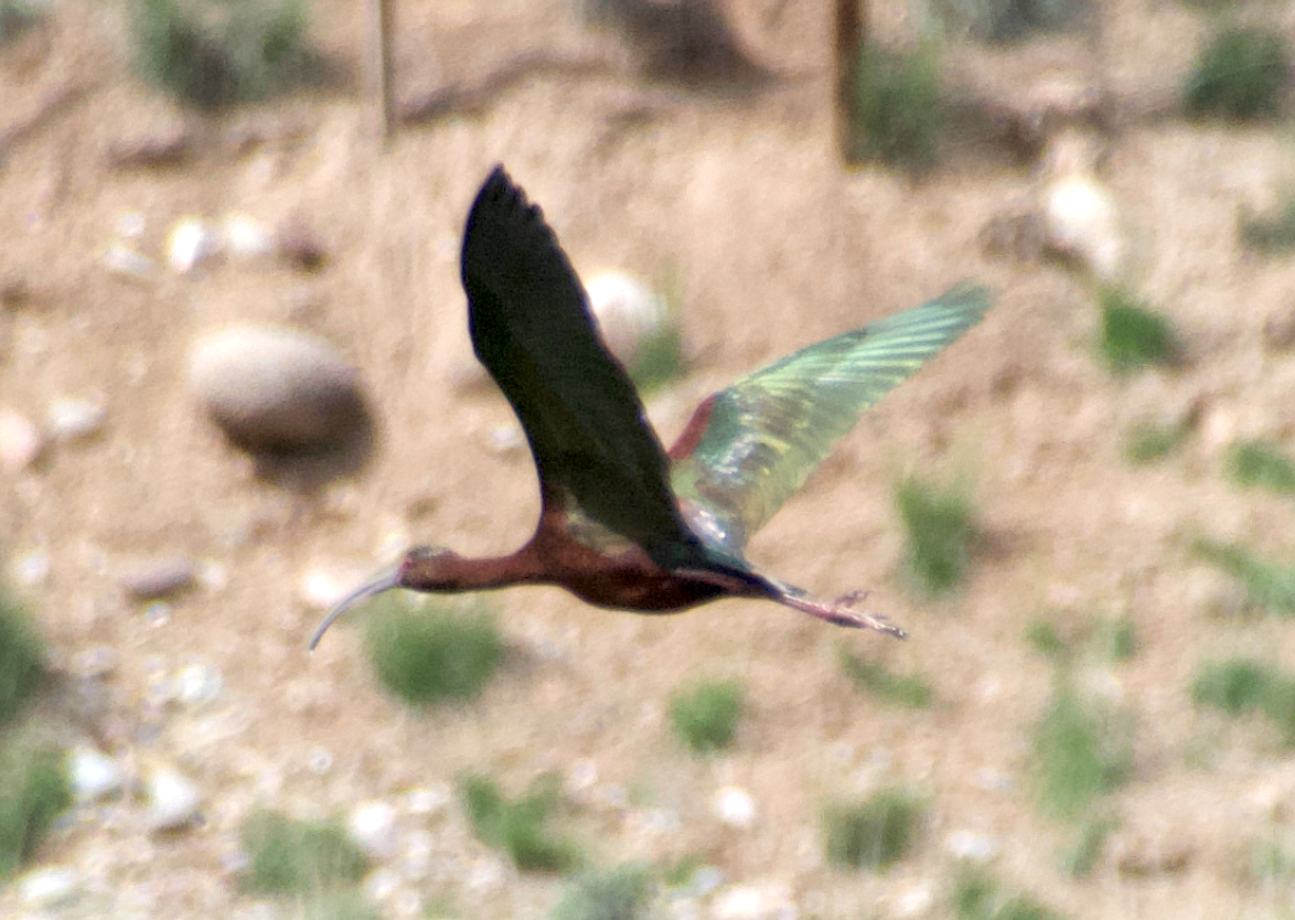 ibis americký - ML618801572