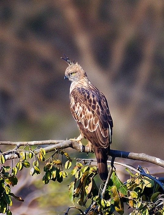 Changeable Hawk-Eagle (Crested) - Rohit Dwivedi