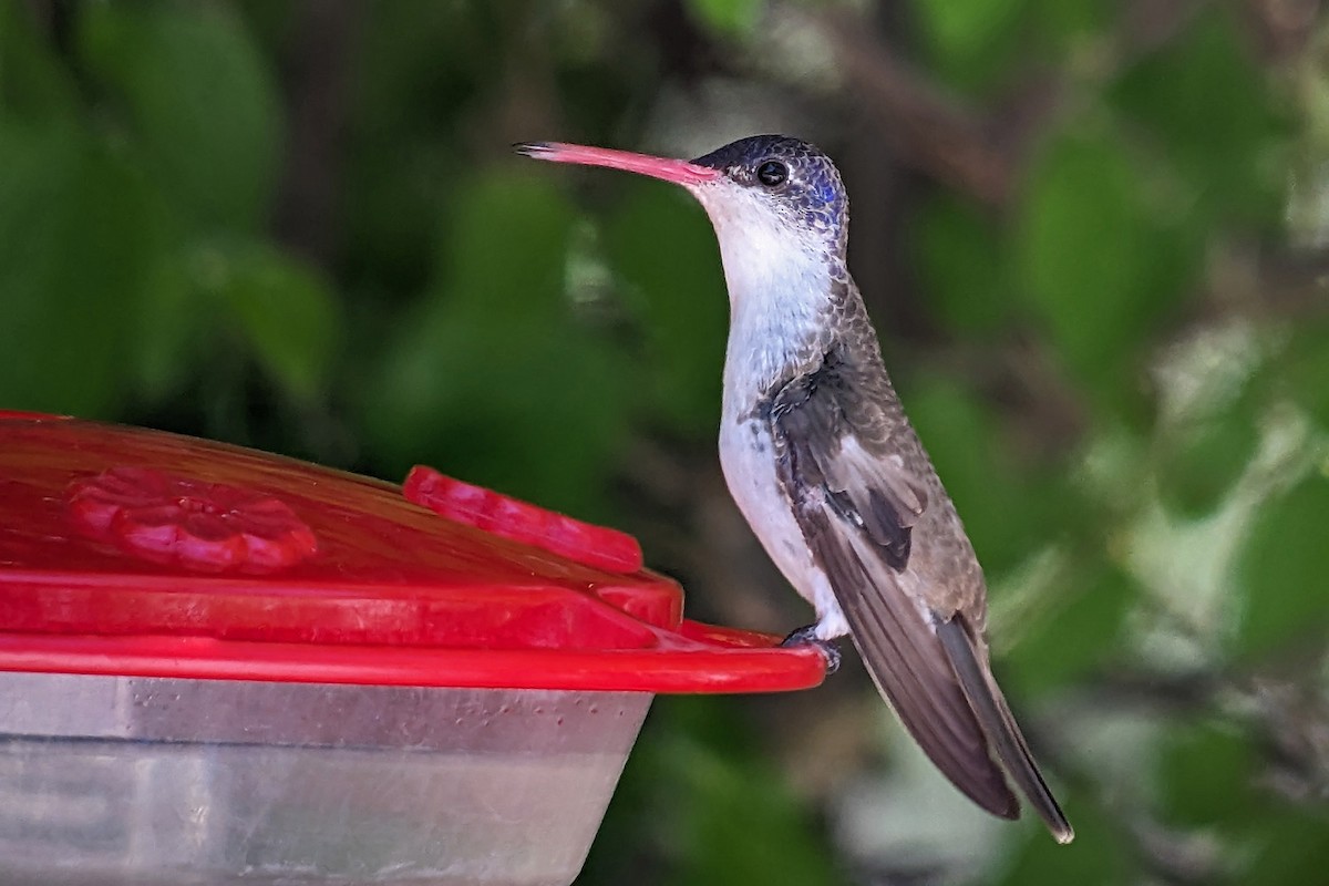 Violet-crowned Hummingbird - ML618801582