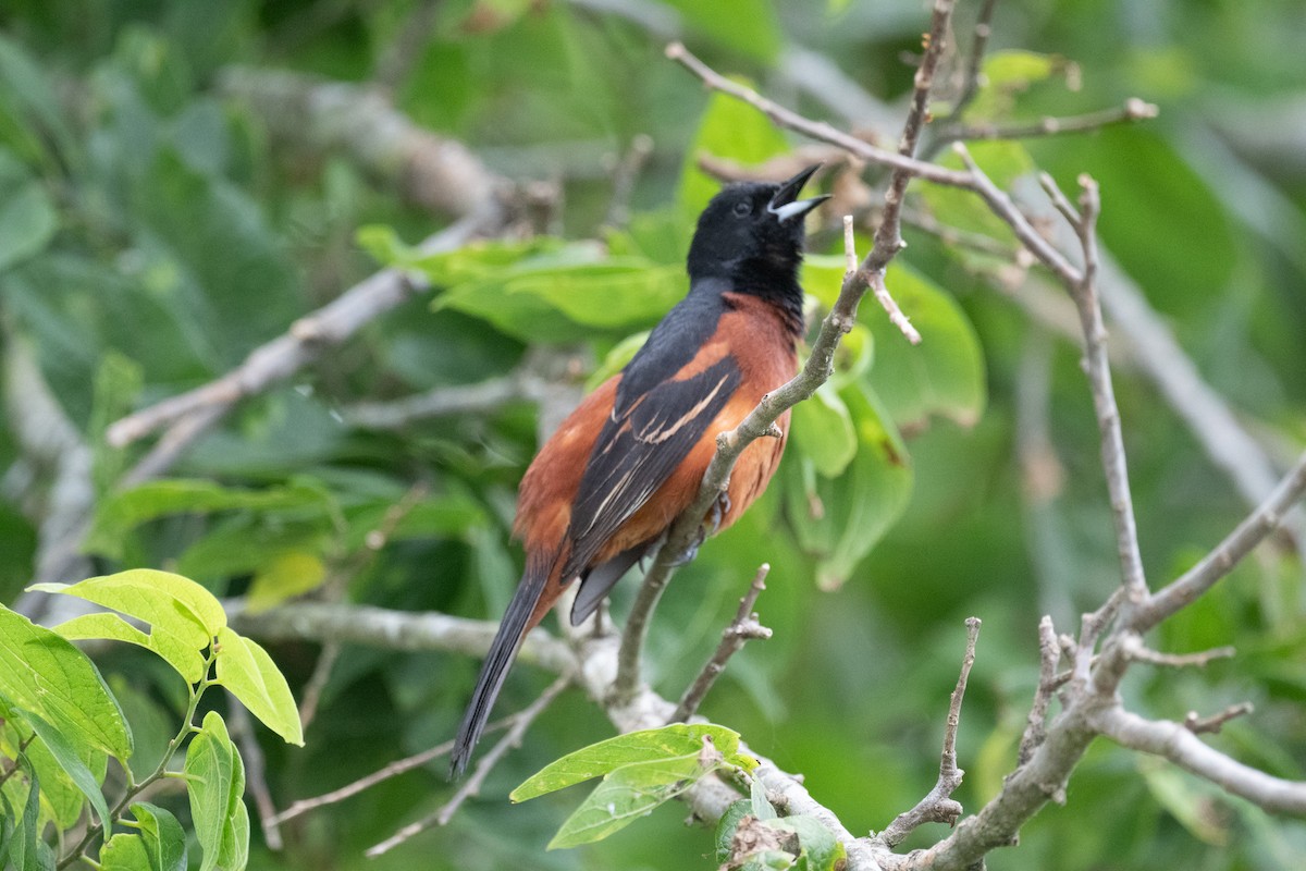 Orchard Oriole - Angie W