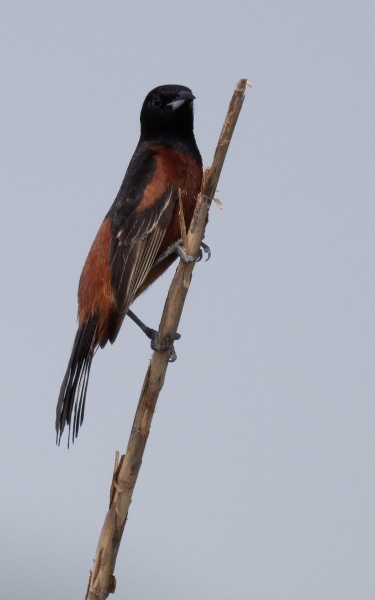 Orchard Oriole - ML618801597