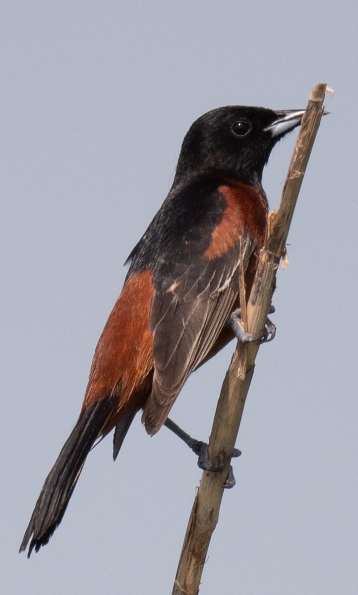Orchard Oriole - ML618801598