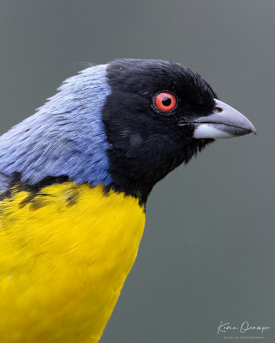 Hooded Mountain Tanager - ML618801601