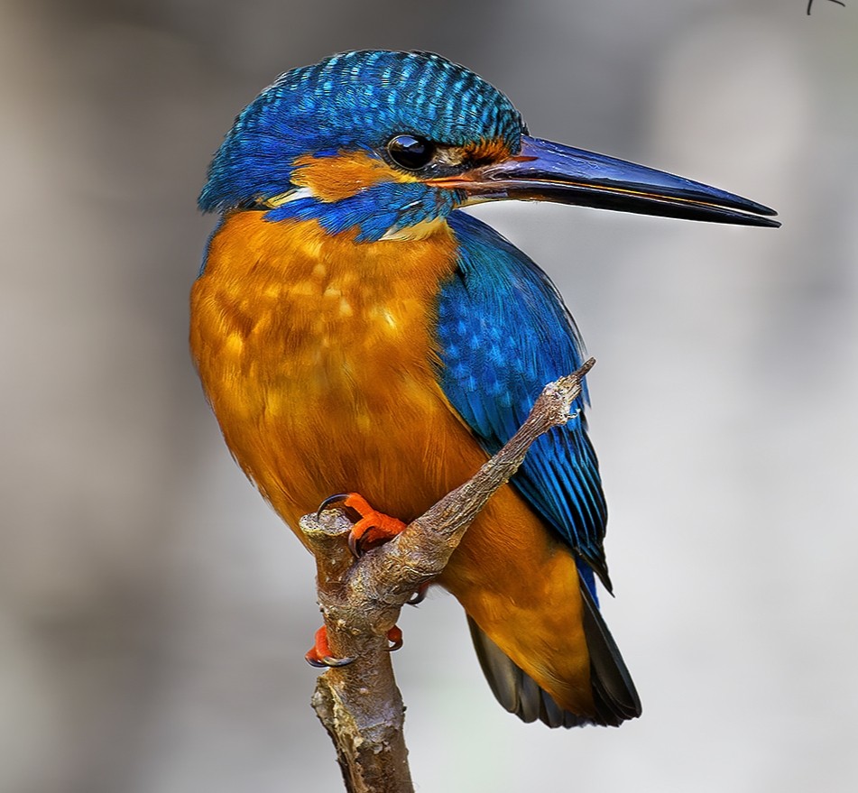 Common Kingfisher - Rohit Dwivedi