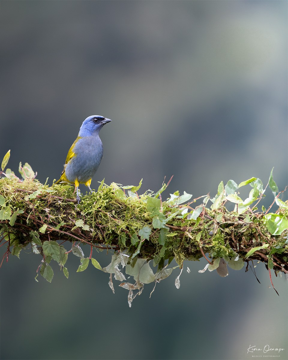 Blue-capped Tanager - ML618801604