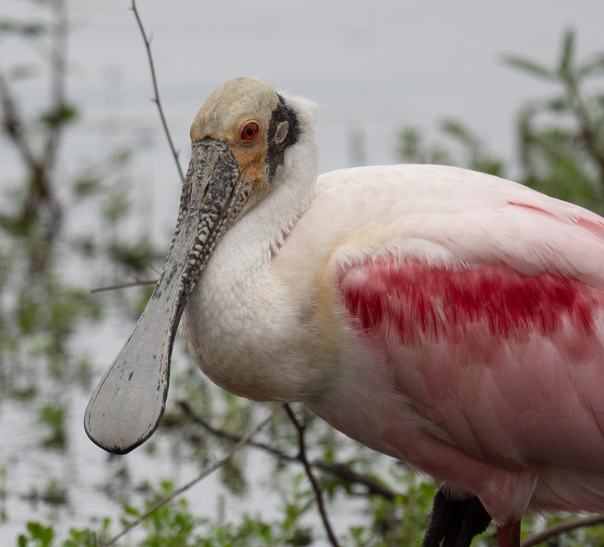 Roseate Spoonbill - Angie W