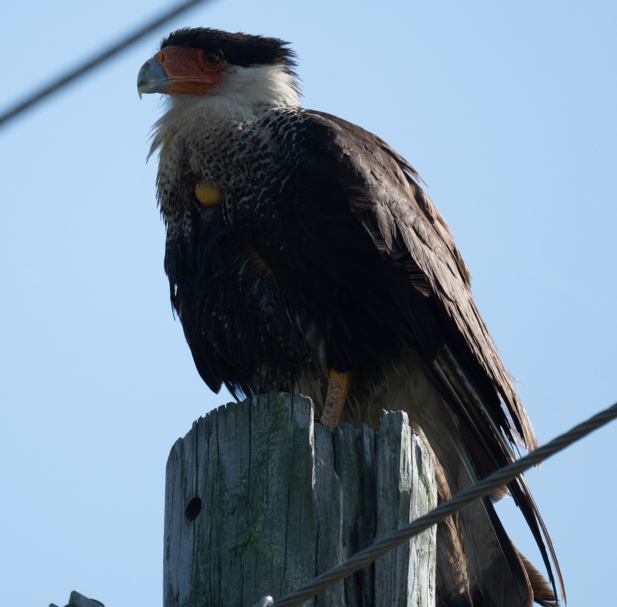 Crested Caracara - Angie W