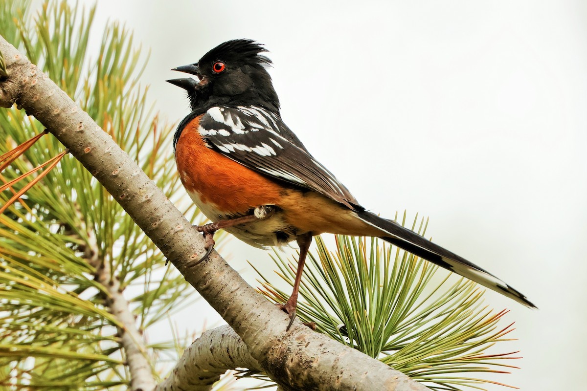 Spotted Towhee - Risë Foster-Bruder