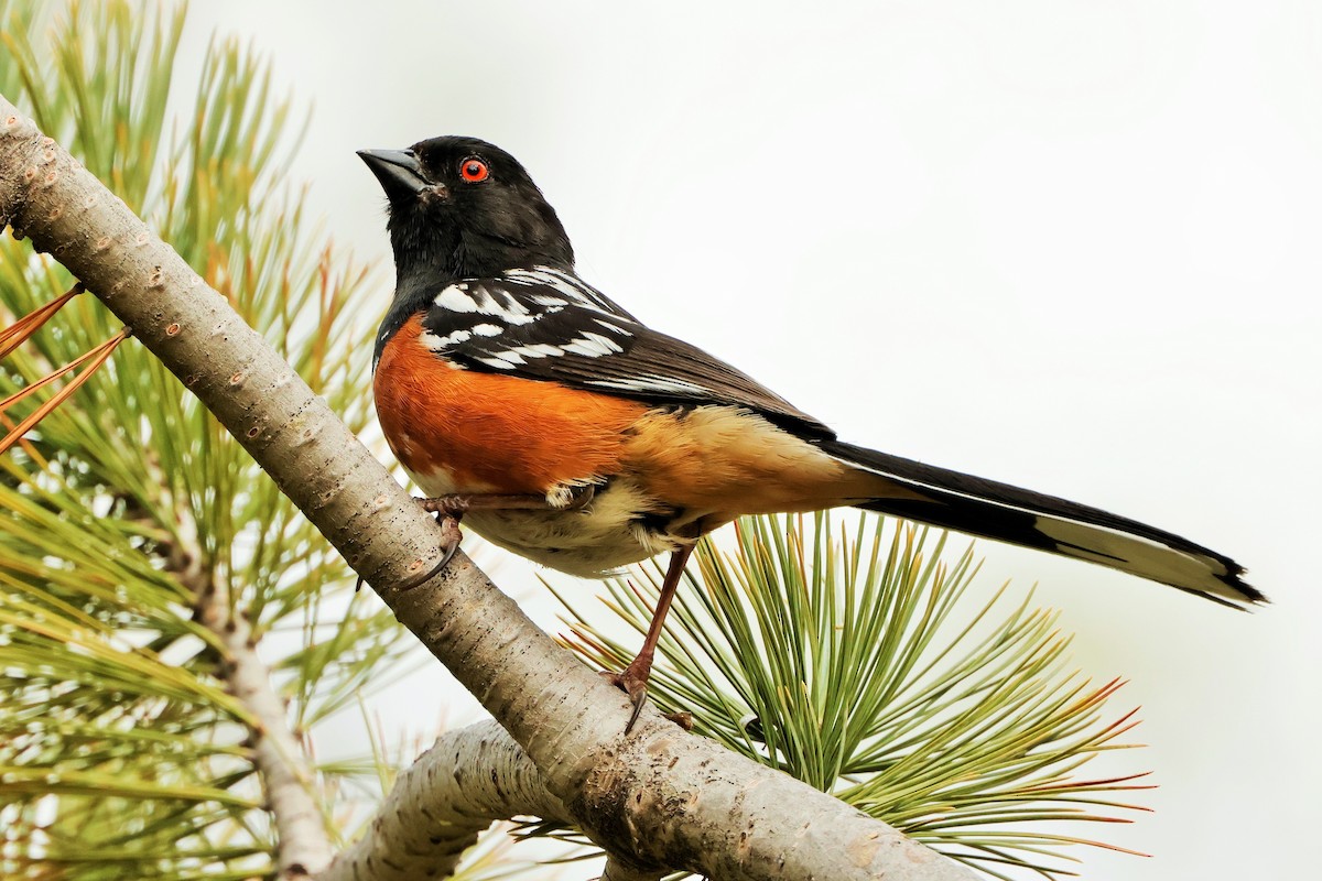 Spotted Towhee - ML618801656