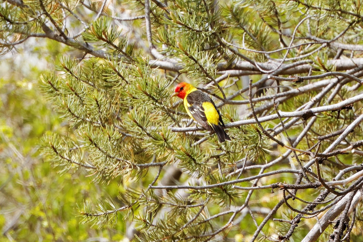 Western Tanager - ML618801662