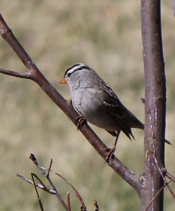 White-crowned Sparrow - ML618801663