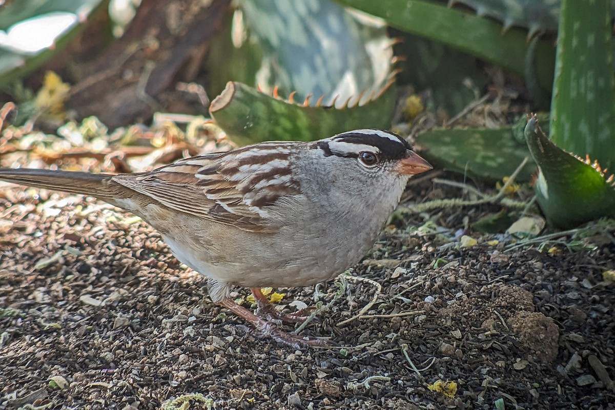 White-crowned Sparrow (Dark-lored) - ML618801667