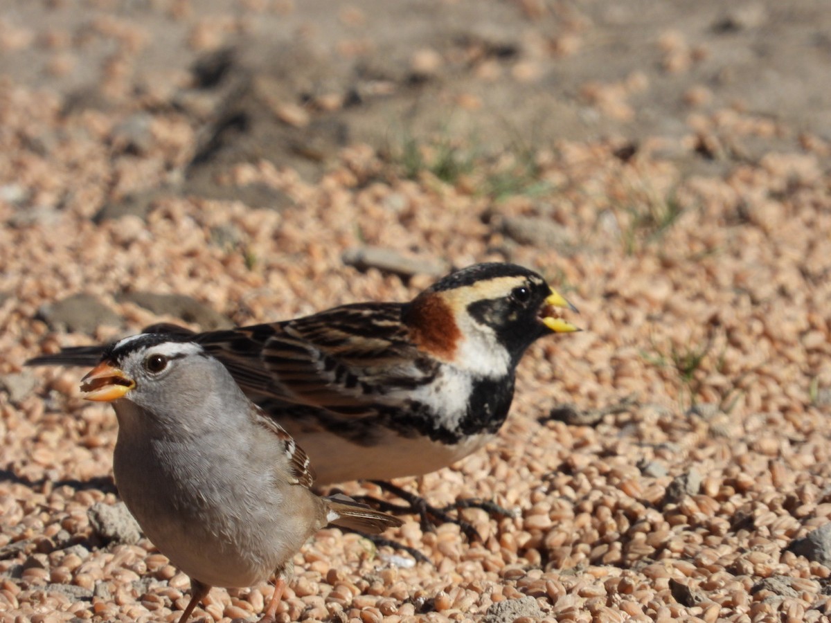 White-crowned Sparrow - ML618801668
