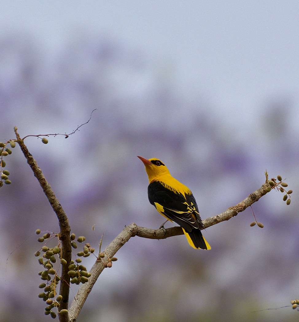 Indian Golden Oriole - ML618801723