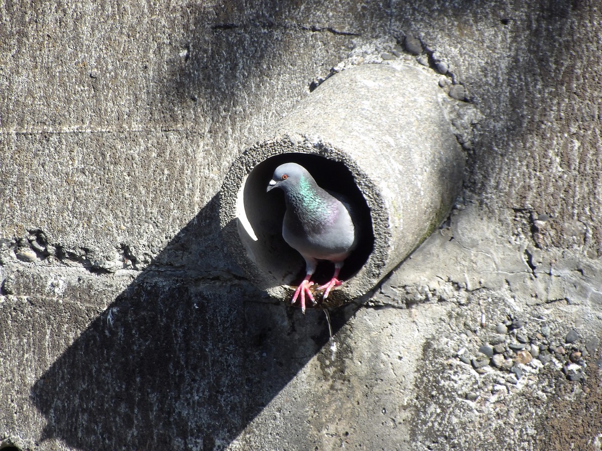 Rock Pigeon (Feral Pigeon) - ML618801727