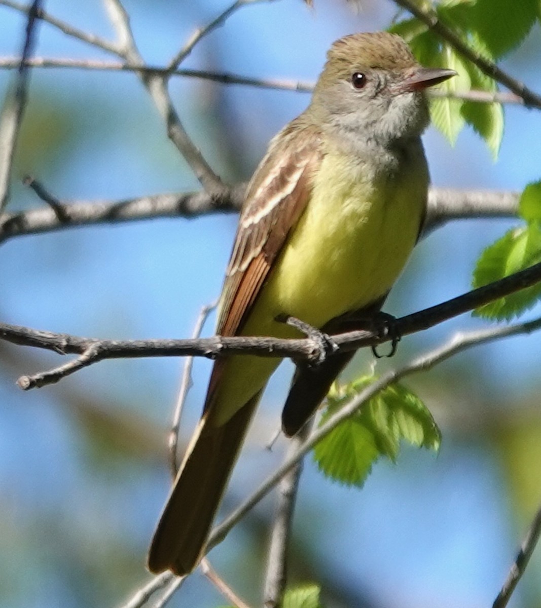 Great Crested Flycatcher - ML618801729