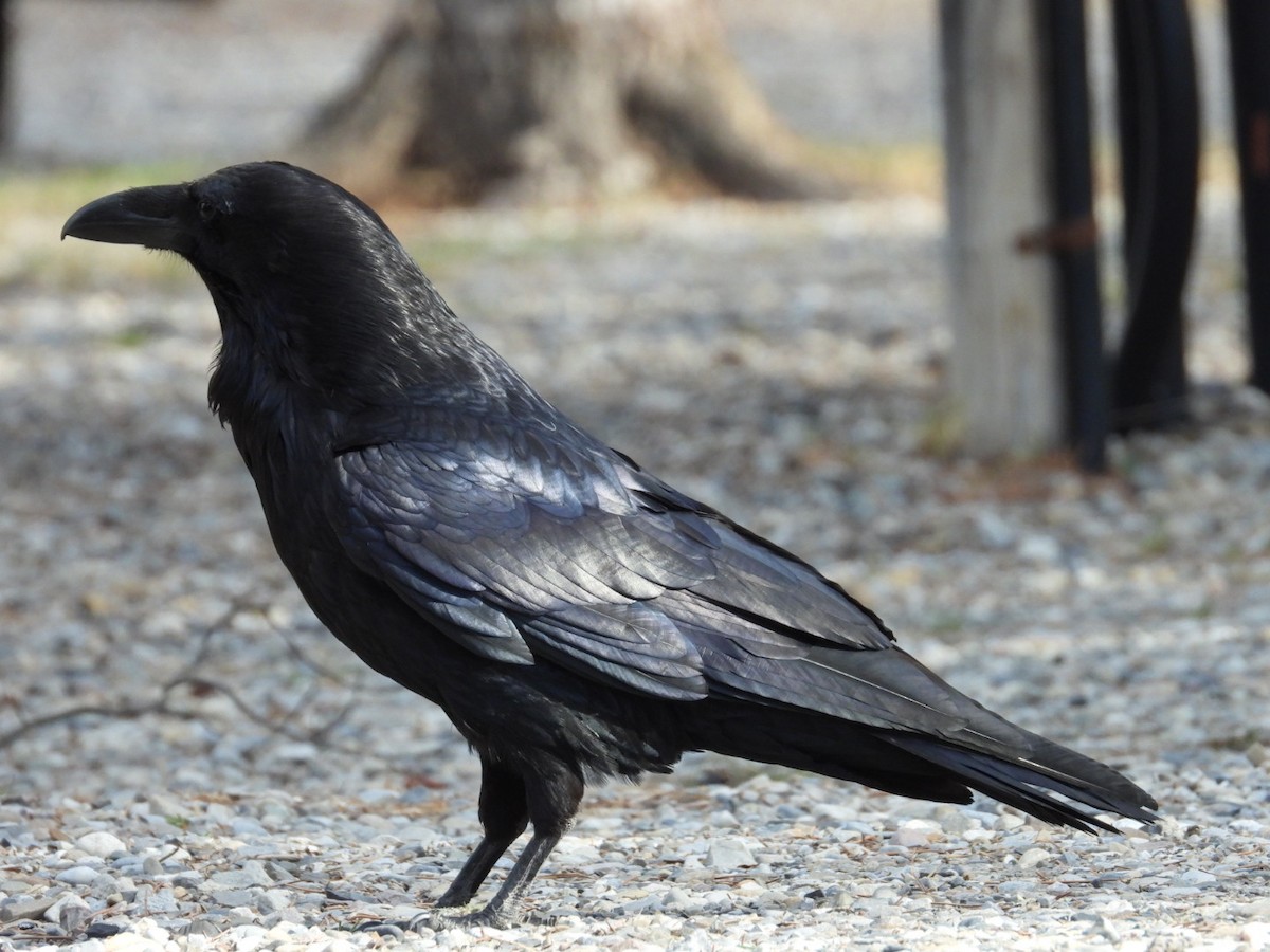 Common Raven - Edward Jordan