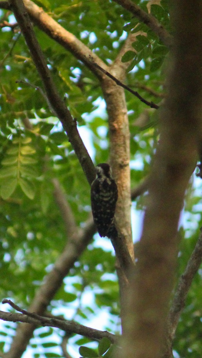 Brown-capped Pygmy Woodpecker - ML618801735