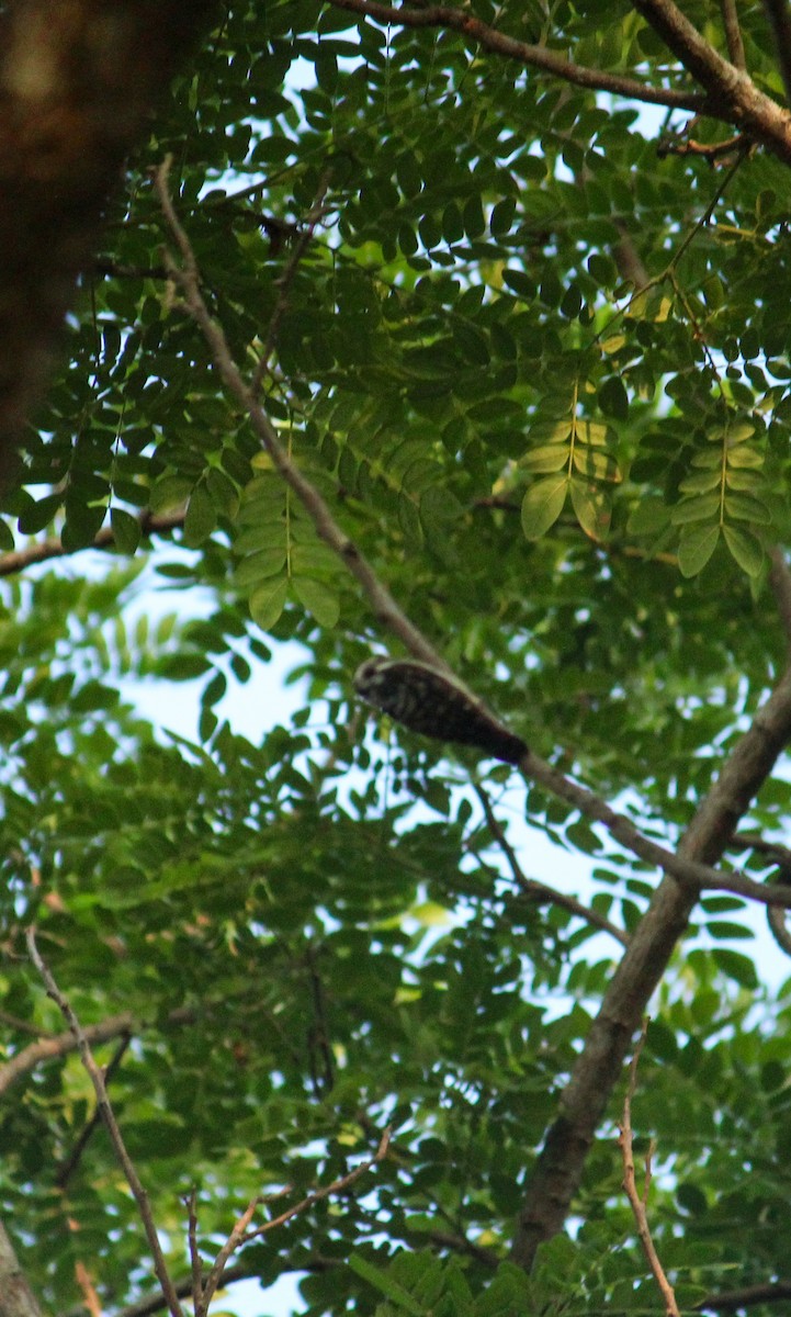 Brown-capped Pygmy Woodpecker - ML618801737