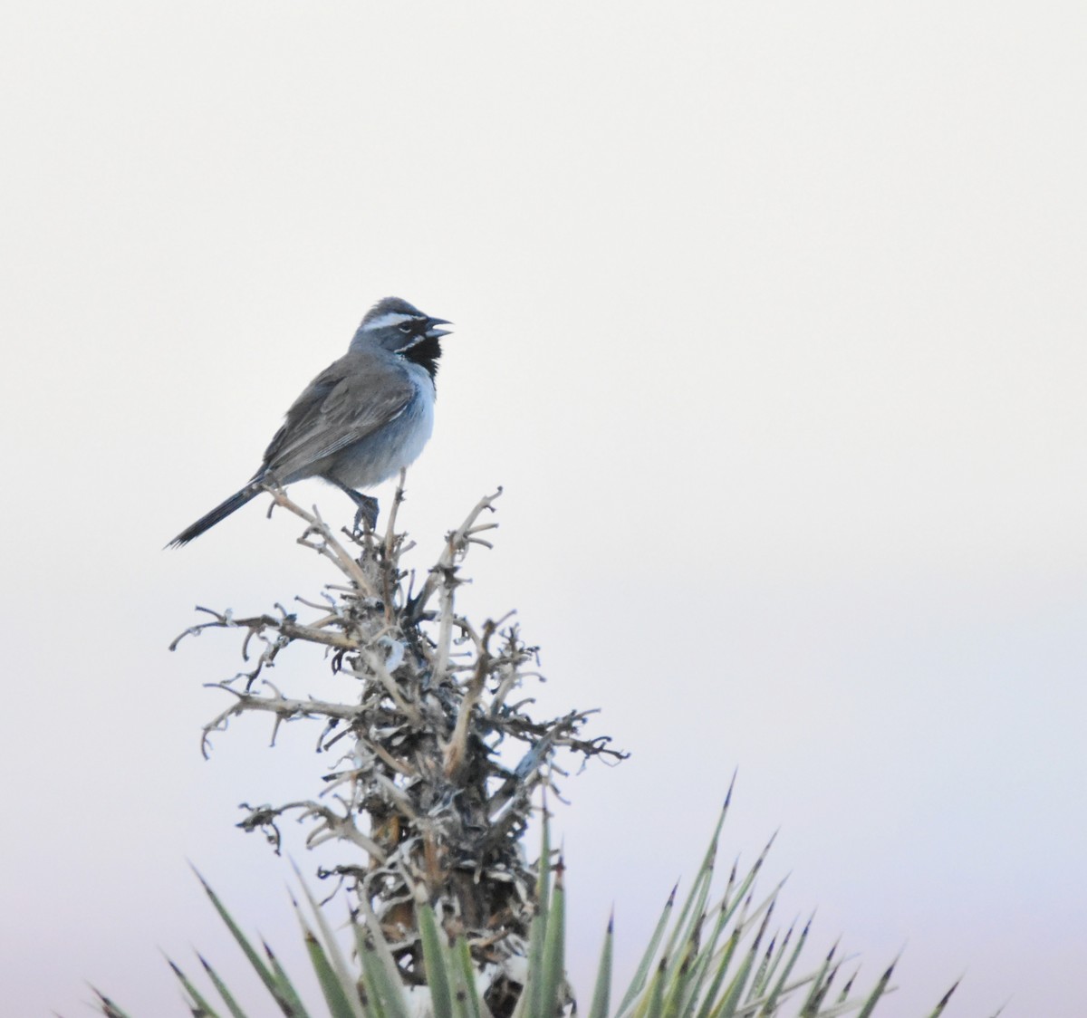 Black-throated Sparrow - Patrick McAtee