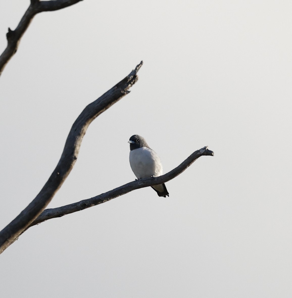 White-breasted Woodswallow - ML618801755