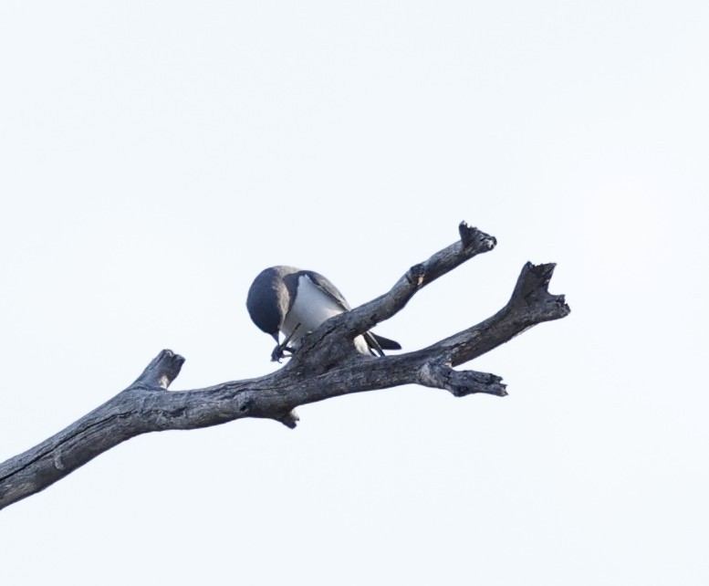White-breasted Woodswallow - ML618801756