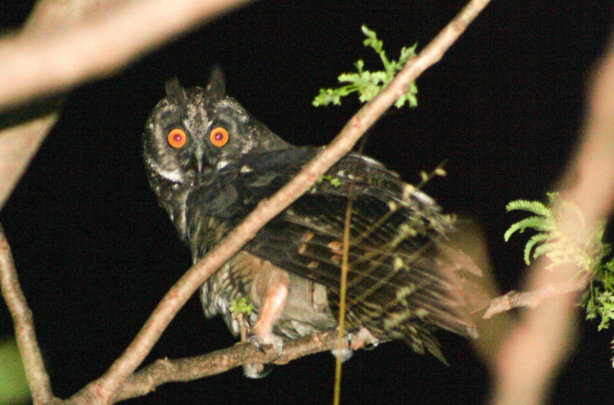 Stygian Owl - Serguei Alexander López Perez