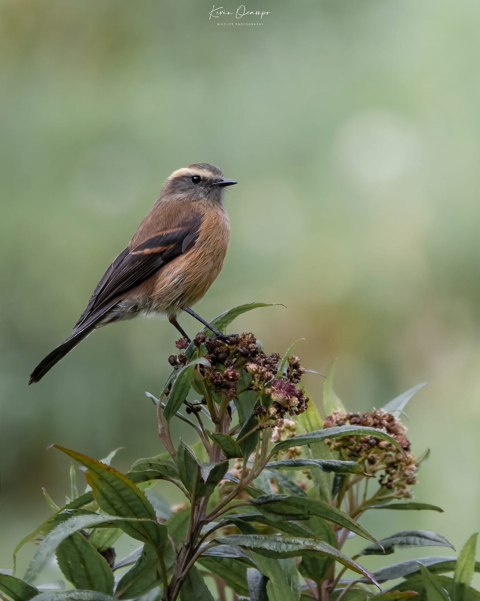 Brown-backed Chat-Tyrant - ML618801783