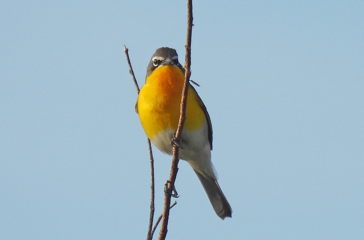 Yellow-breasted Chat - ML618801800