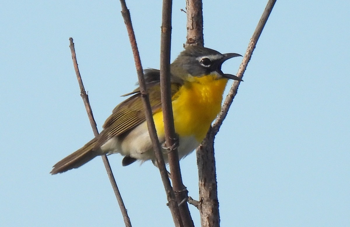 Yellow-breasted Chat - ML618801801