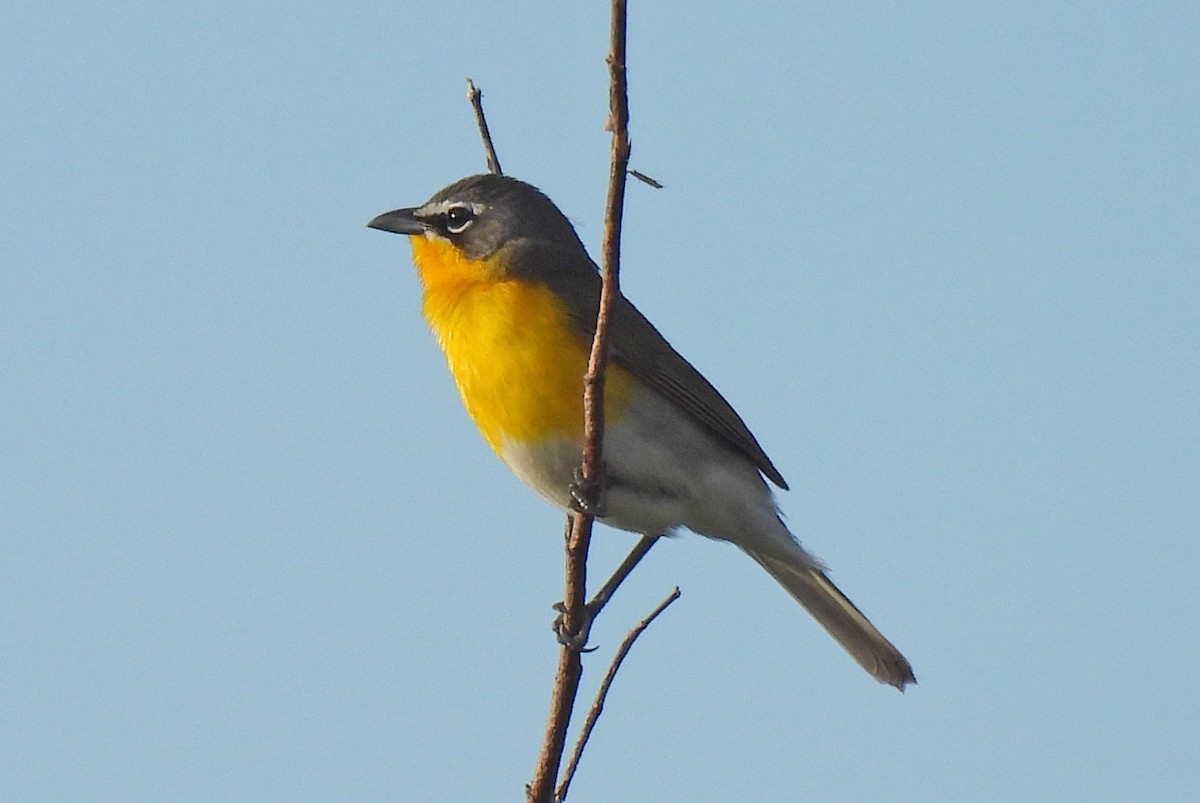Yellow-breasted Chat - Tracy W