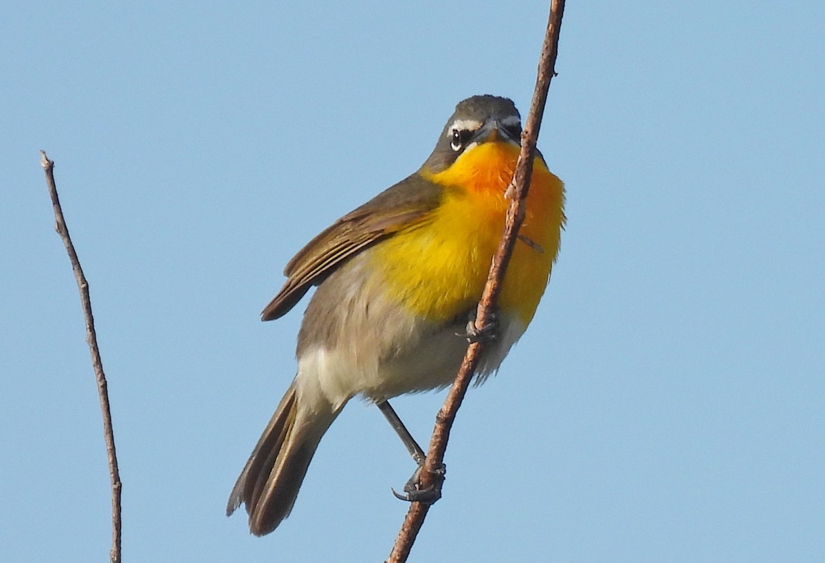 Yellow-breasted Chat - ML618801803