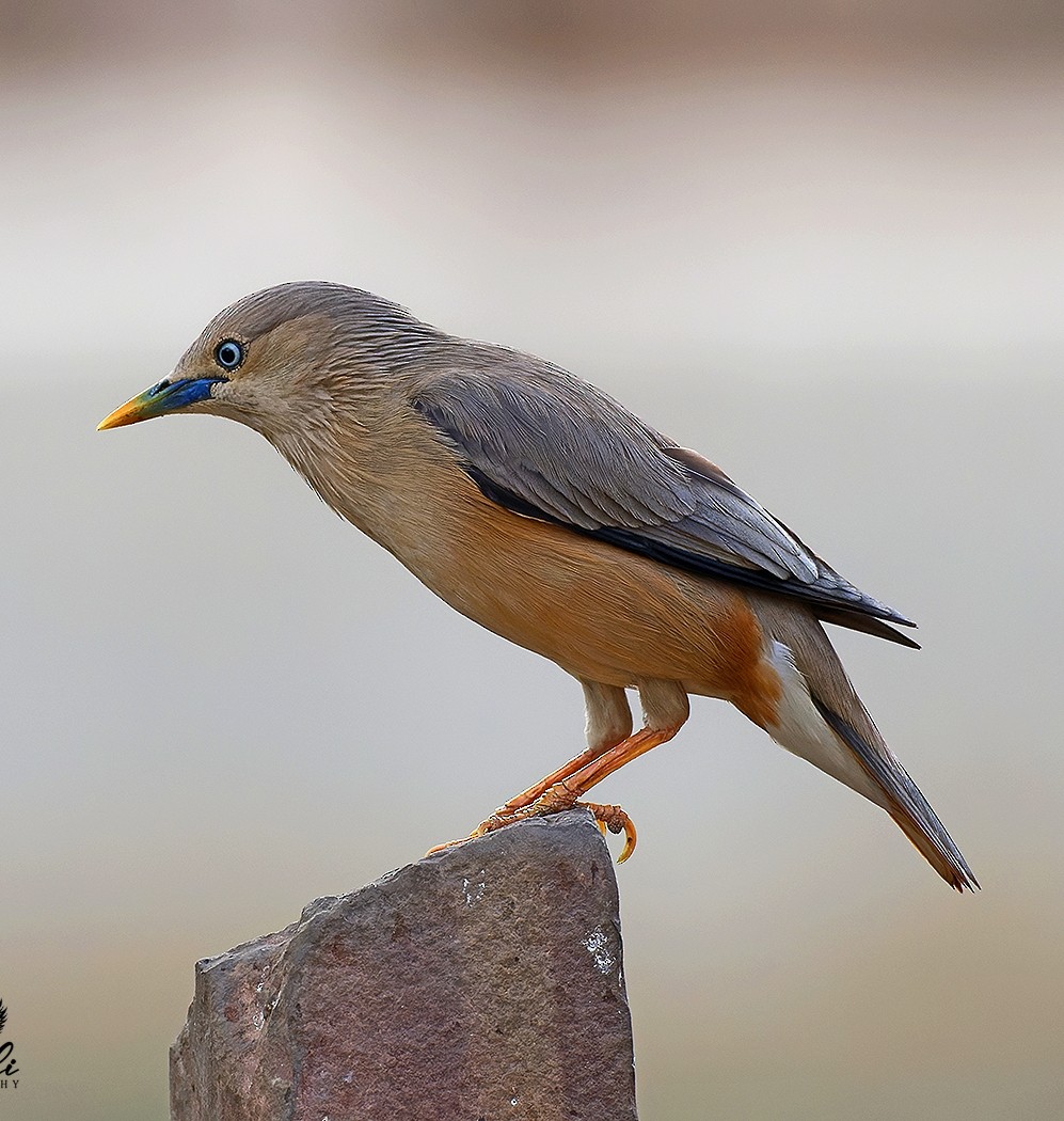 Chestnut-tailed Starling - ML618801807