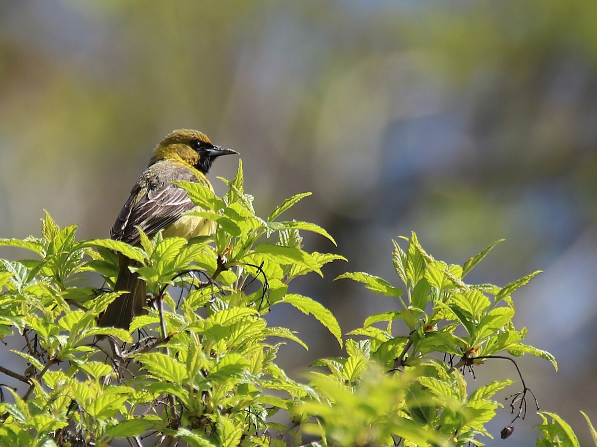 Orchard Oriole - ML618801809