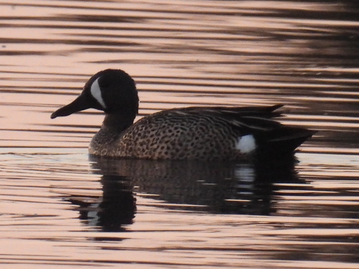Blue-winged Teal - ML618801810