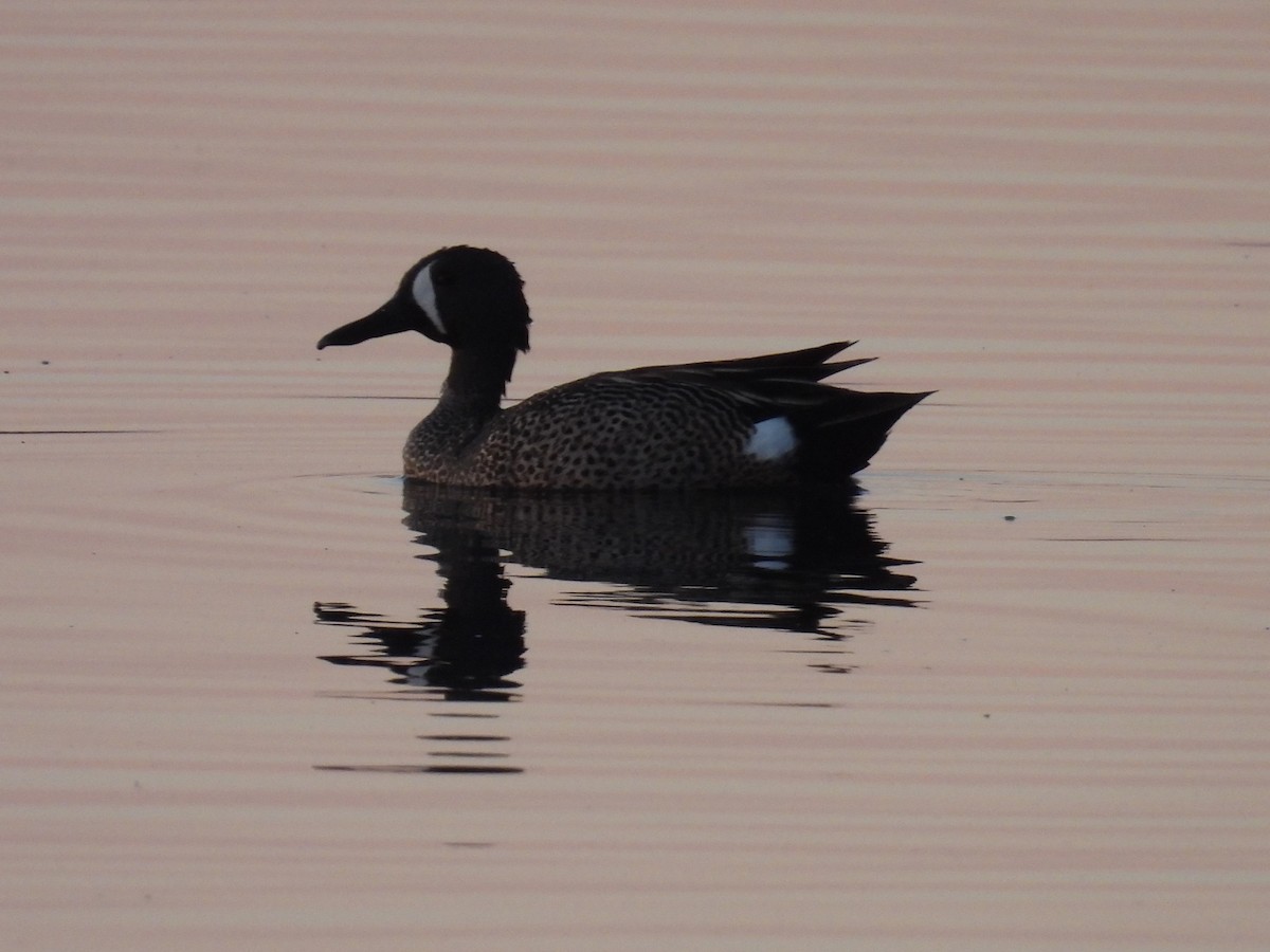 Blue-winged Teal - ML618801812