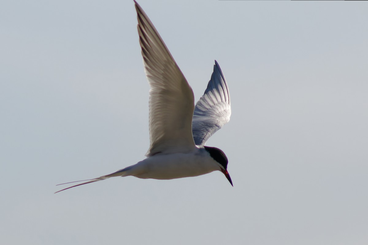 Common Tern - ML618801816