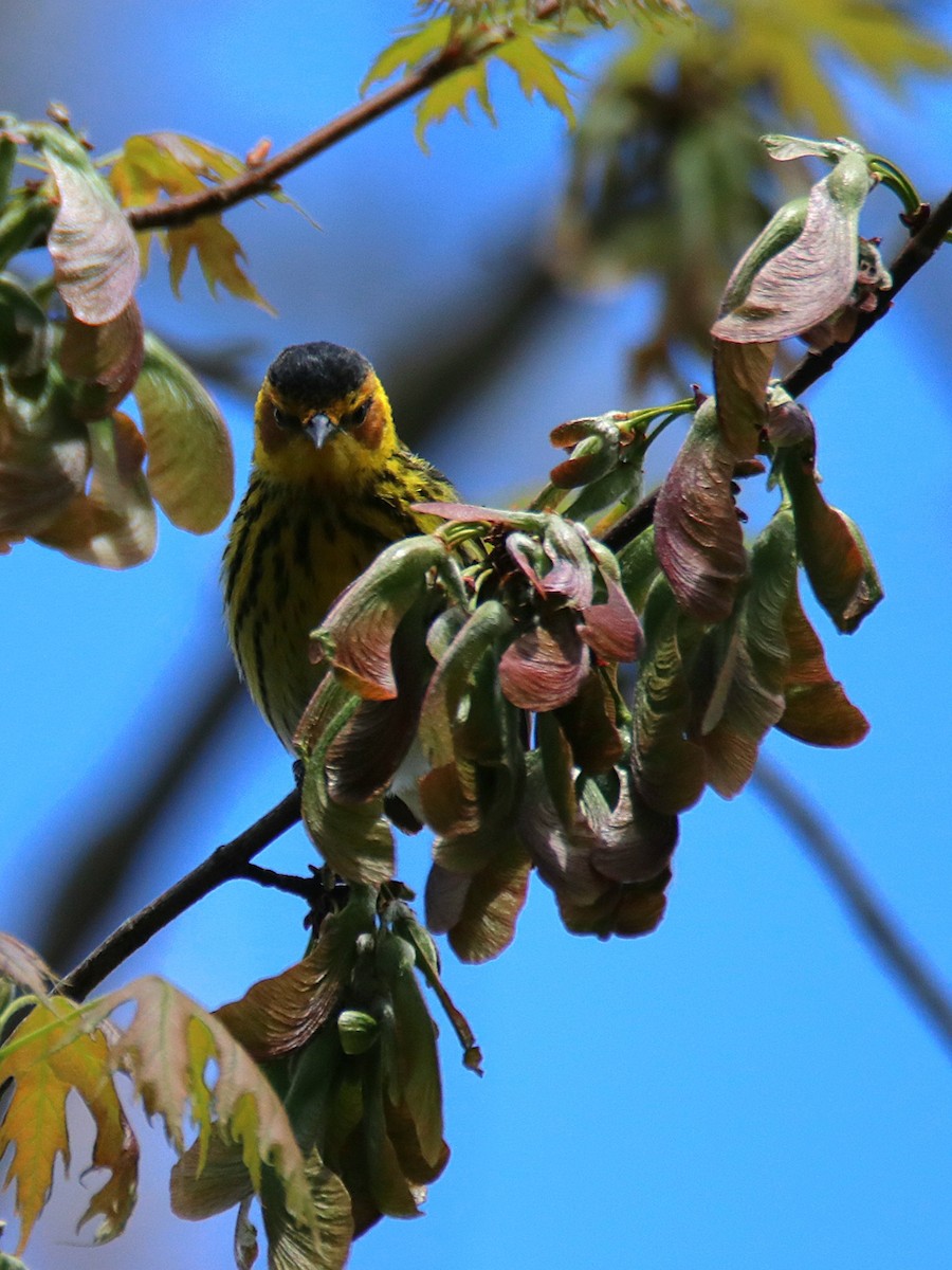 Cape May Warbler - ML618801834