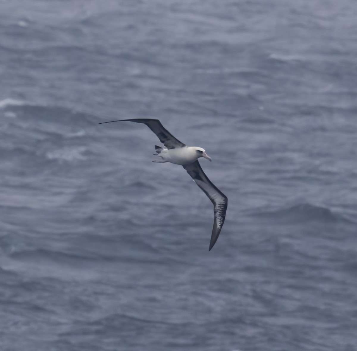 Laysan Albatross - ML618801847