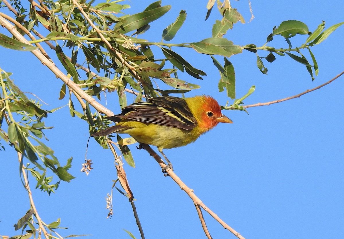 Western Tanager - Chris Dean