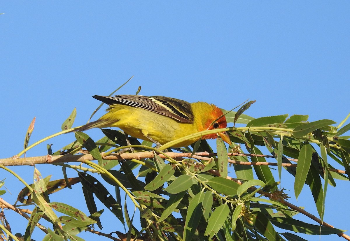 Western Tanager - ML618801871
